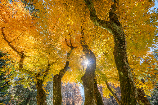 Autumn maple leaf landscape