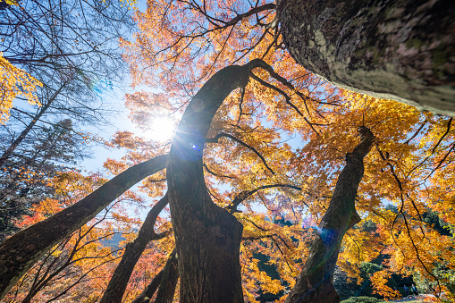 Autumn maple leaf landscape