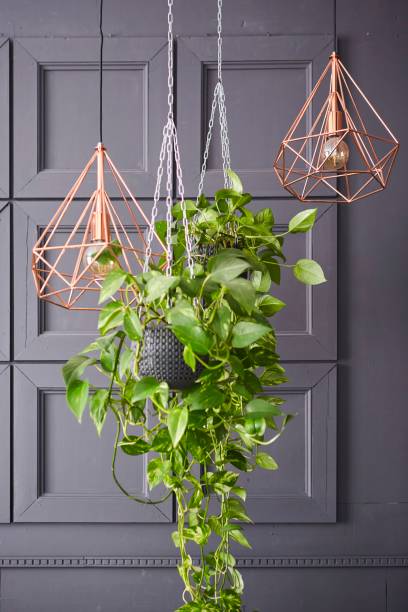 istock A plant suspended from the ceiling. Interior design. Loft style 1813194188