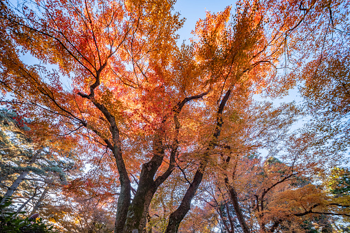 Sun shining through the yellow foliage of a gingko biloba tree. Fall or autumn beautiful scenery. Season concept.