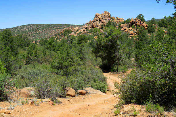 istock Kaibab National Forest Arizona 1813196006