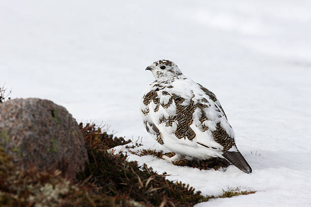 istock Ptarmigan, Lagopus mutus 181319755