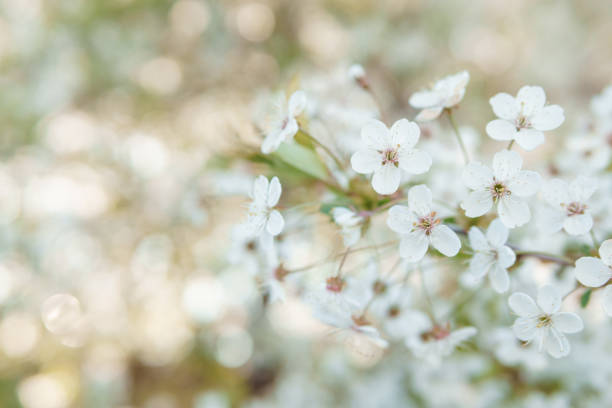 istock Blooming cherry branches with white flowers close-up, background of spring nature. Macro image of vegetation, close-up with depth of field. 1813197723