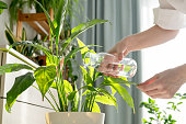 Woman sprays plants in flower pots at home. Indoor gardening. Caring for houseplants home. Interior with lots of plants.