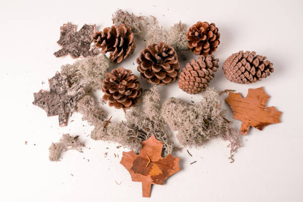 istock White background with fir or pine cone and dry leaves 1813210327