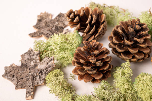 istock White background with fir or pine cone and dry leaves 1813210328
