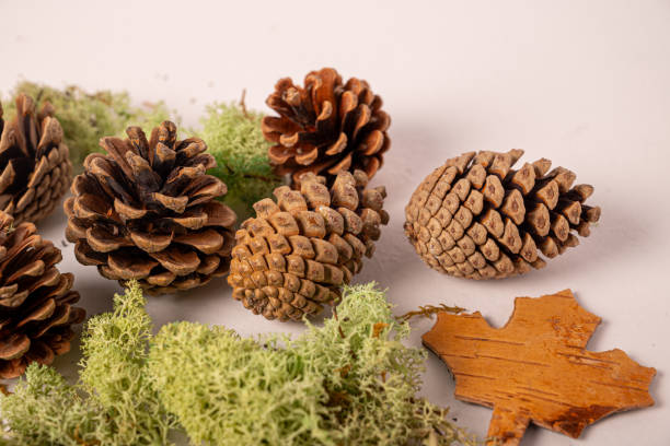 istock White background with fir or pine cone and dry leaves 1813210329