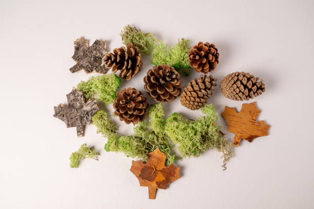 istock White background with fir or pine cone and dry leaves 1813210333