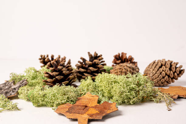 istock White background with fir or pine cone and dry leaves 1813210336