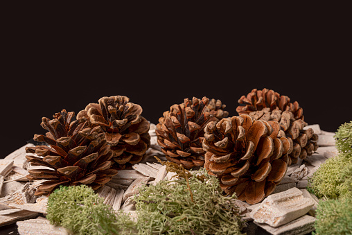 Black background with fir or pine cone and white stones