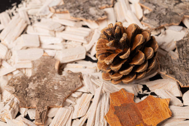 istock Black background with fir or pine cone and white stones 1813210890