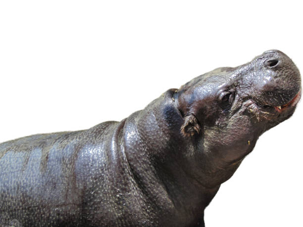 istock Hippopotamus isolated on white background. Hippo isolated on white 1813223513