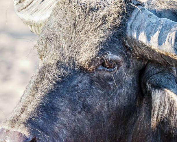 istock Domestic water buffalo 1813224092