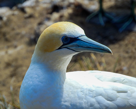 Close-up of a beautiful gannet in New Zealand.