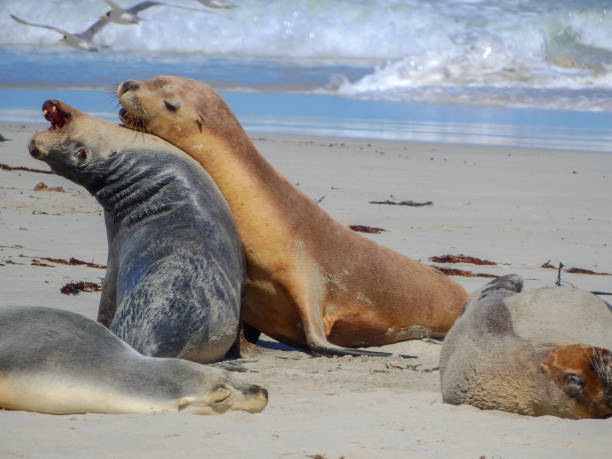 istock Sea lions playing 1813225179