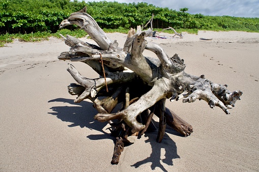 Driftwood house on the beach by Pacific ocean in northern California