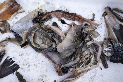 Detail of leftover fish in the trash, contamination