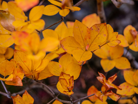 Autumn foliage colors. Close-up of some leaves in the foreground.