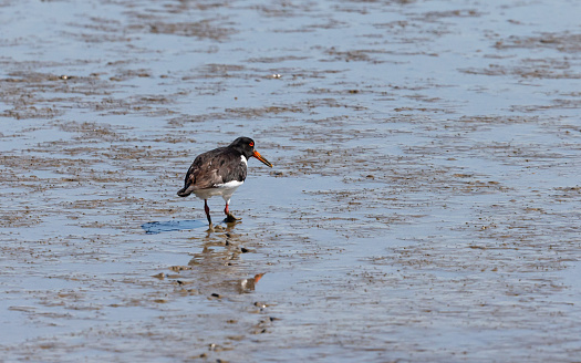 Daytime rear/side view close-up of a single Eurasian oystercatcher (Haematopus ostralegus) walking in the Dutch Wadden (the Wadden Sea) at Termunterzijl in Groningen, reflected in the water