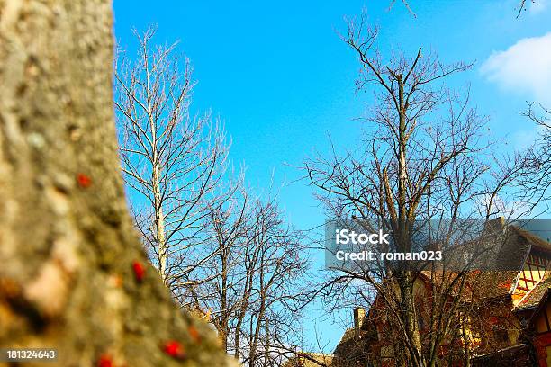 Spring Sun In My Garden Stock Photo - Download Image Now - 1910-1919, Abundance, Adult