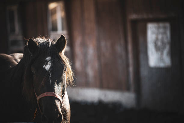 Brown horse in his stable.