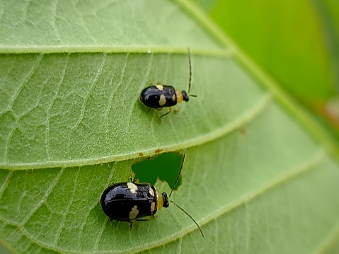 This flea beetle is included in the category of small insects