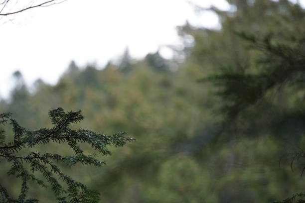 Trees and hotels in Black Forest of Germany.