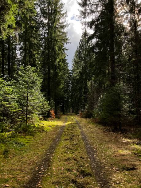 деревья и отели в шварцвальде германии - black forest фотографии стоковые фото и изображения