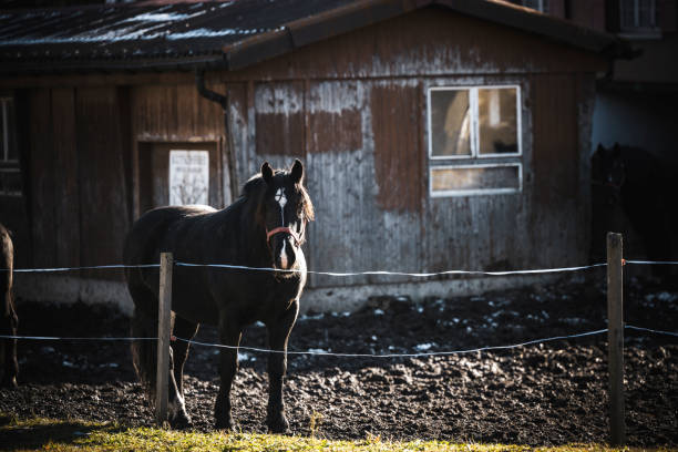 istock a black horse in the enclosure 1813249709