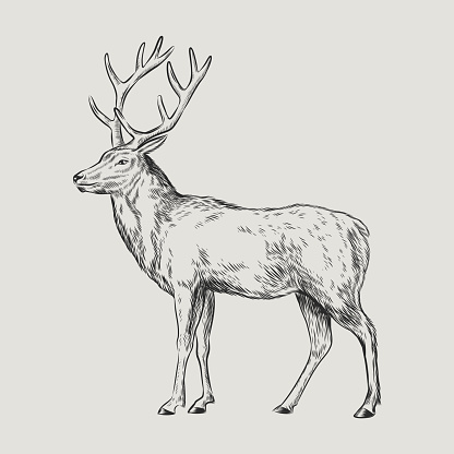 Deer or Stag Illustration vintage engraving style