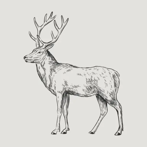 Vector illustration of Deer or Stag Illustration vintage engraving style