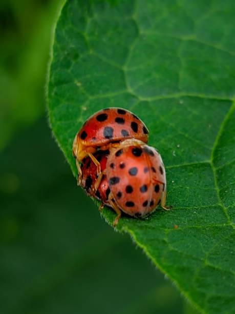 istock Epilachna borealis insect 1813253001