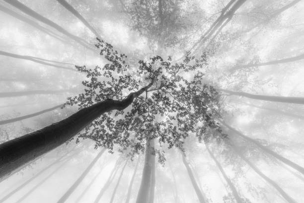 istock Foggy view of the treetops 1813253056