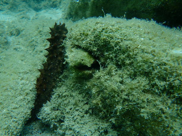 Sea cucumber cotton-spinner or tubular sea cucumber (Holothuria tubulosa) male releasing sperm undersea Sea cucumber cotton-spinner or tubular sea cucumber (Holothuria tubulosa) male releasing sperm undersea, Aegean Sea, Greece, Halkidiki holothuria stock pictures, royalty-free photos & images