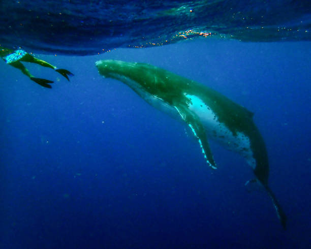 Humpback whale with snorkelr