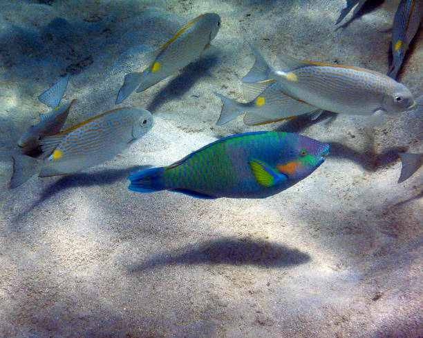 Beautiful parrotfish A beautiful surf parrotfish near the sandy bottom swimming by a school of fish. Taken while snorkeling off Lizard Island. lizard island stock pictures, royalty-free photos & images