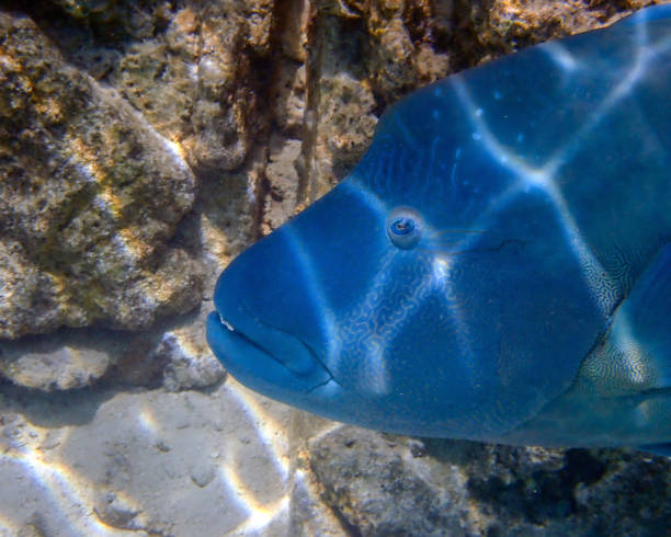 extreme nahaufnahme eines lippfisches aus napoleon - napolean stock-fotos und bilder