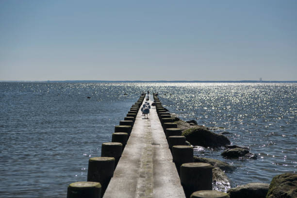Seagulls roosting on a wooden jetty at burying hill beach in westport connecticut on a sunny winter day.