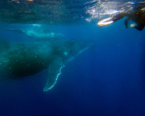 A mother humpback whale with it’s young calf underwater in Tonga off the island of Vava’u