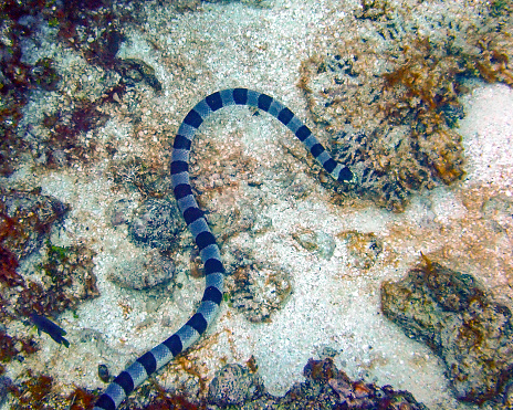 A sea snake (banded sea krait) swims along the bottom of the reef in Fije. Taken while scuba diving.