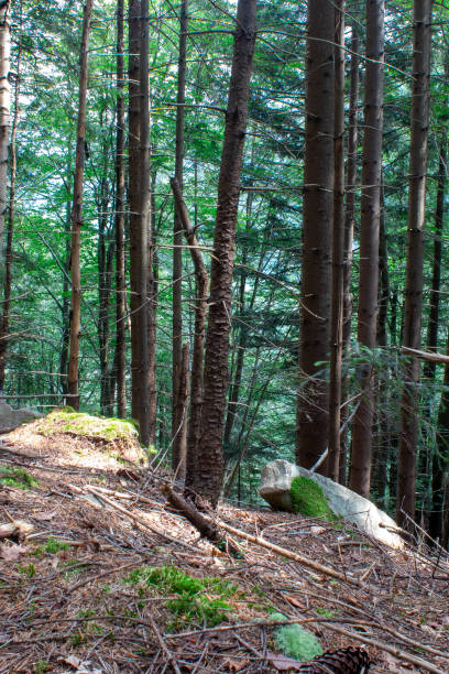 istock Panoramic sunny forest in the mountains in autumn. Path through dense forest 1813255153