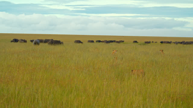 SLO MO Lionesses On Stealthy Hunt Of Buffalos Amidst Grassy Landscape At Serengeti National Park