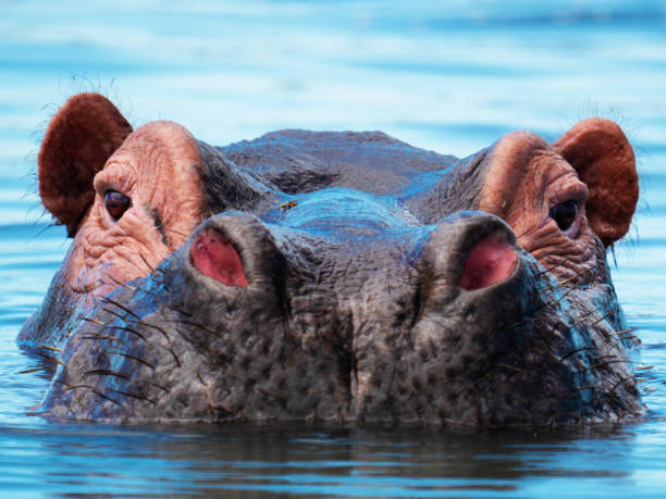 Hippo (Hippopotamus amphibius) in the Shire River in Malawi