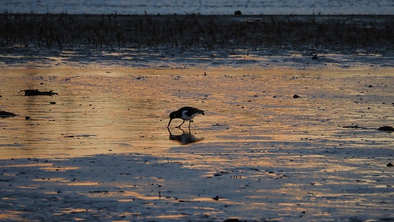 An oystercatcher wading bird probing for food with its beak on a mudflat at winter sunset. The bird is reflected in the water.