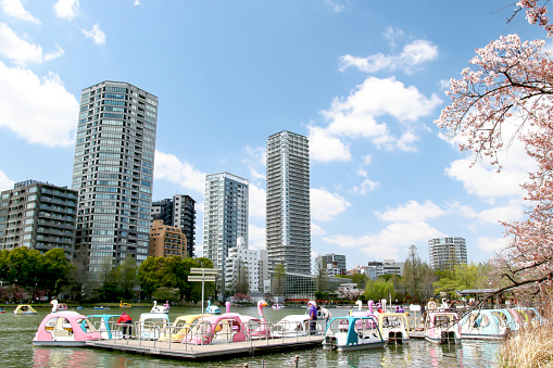 Tokyo Japan - April 3, 2023: Swan boats on Shinobazu Pond, Ueno Park