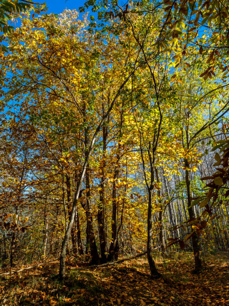 istock Landscape of a chestnut forest 1813259866