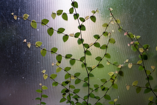 Ivy climber plant on glass window from inside view. House natural decoration