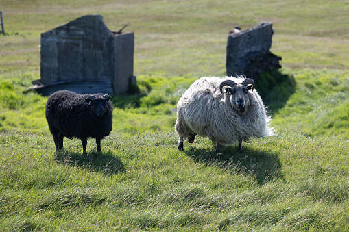 Icelandic Sheep standing in a field of grass near the South Coast of Iceland