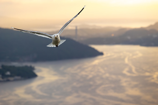 A seagull flying above Bergen, Norway at Sunset. The waterway in the background is called Byfjorden