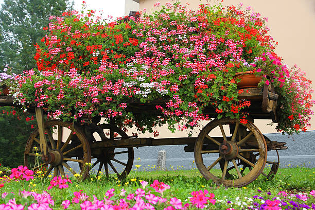 istock wooden wagon with many blooming Geraniums in summer 181327653
